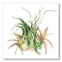 Tropska lišća zračna biljka sočna na bijelom slikarskom platnu umjetnički tisak