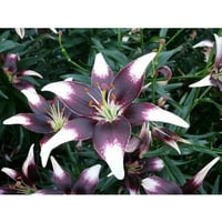 Euroblooms Lily Asiatic Netty ponos, cvjetne žarulje