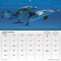 Trendovi Međunarodni zidni kalendar Ocean Life