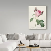Zaštitni znak likovna umjetnost 'Rosa centifolia iz platnene umjetnosti Les Roses' Pierre-Joseph Redoute