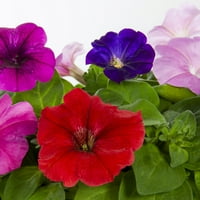 Stručnjak vrtlar 1. Gallona Multi-Color-Mi Petunia Godišnja živa biljka 1 broj s visećim košarom