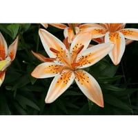 Euroblooms Lily Asiatic Orange Electric, cvjetne žarulje