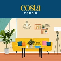 Farme Costa žive na otvorenom 5in. Visoka bijela wa begonia; Djelomična nijansa na otvorenom posadi u 3,5 inča.