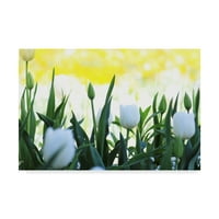 Zaštitni znak likovna umjetnost 'bijeli tulipani' platno umjetnost od strane nevjerice