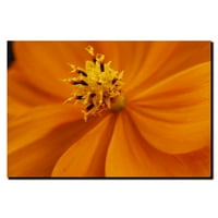 Zaštitni znak Art Narančasti cvijet platno umjetnost Kurt Shaffer