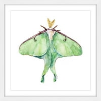 Marmont Hill Luna Moth od strane Rachel Byler uokvirena slikarskim tiskom