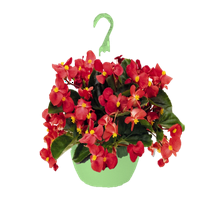 Stručni vrtlar 1,5 g Begonia Prelude Plus serija Scarlet u visećem biljku uživo