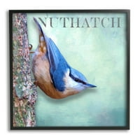 Stupell Industries Blue Nuthatch Ptičje penjanje šuma Šuma Grafička umjetnost divljih životinja Crna uokvirena umjetnička