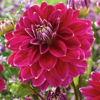 Van Zyverden Dahlia Maldini uspavana žarulja cvijeća Puno sunce, ružičasta