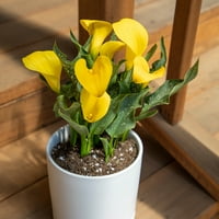 Altman biljke 1qt žuti Calla Lily - Pack