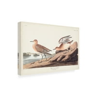 John James Audubon 'Buff grudi Sandpiper' Canvas Art