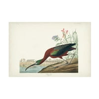 John James Audubon 'Glossy Ibis' Canvas Art