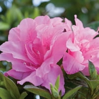 Jesenski karanfil Azalea na bis-vruće ružičasti dvostruki cvjetovi-Ahl