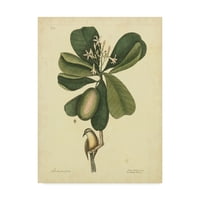 Zaštitni znak likovne umjetnosti Catesbee Bird i botanički vrt u Sjedinjenim Državama, ulje na platnu marka catesbeea