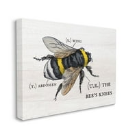 Stupell Industries Anatomija medene pčele šarmantne pčele Dizajn koljena Daphne Polselli, 30 40