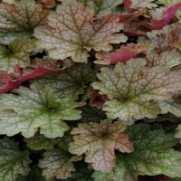 Bolji domovi i vrtovi na otvorenom živu biljku Heuchera Coral Bells Carnival breskva narančasta 2.5qt, nijansa