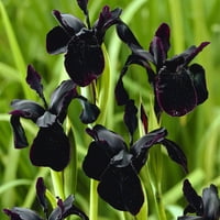 Van Zyverden Iris Black Chryzograps Set žarulja crnih djelomičnih sunčanih višegodišnjih oprašivača LB