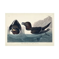 John James Audubon britva ptica ulje na platnu