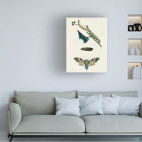 Nepoznata platna Canvas Art 'Caterpillar i Moth II'
