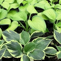 Expert Gardner Hosta 1,5 g biljka sjene