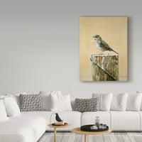 Zaštitni znak likovna umjetnost 'Savannah Sparrow' platno umjetnost Ron Parker