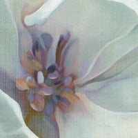 Umjetnička galerija remek -djela Iridescent Bloom I Bijeli cvijet Carol Robinson Canvas Art Print 24 24