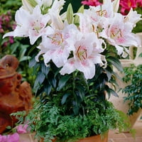 Van Zyverden Lily Muscadet uspavano cvjetanje višegodišnje žarulje djelomično sunce; 3-6hrs, bijela