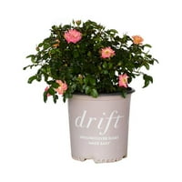 Breskva Drift Rose se nisko rastući podzemna obruba, listopadni cvjetni grm - puno sunce živi vanjska biljka